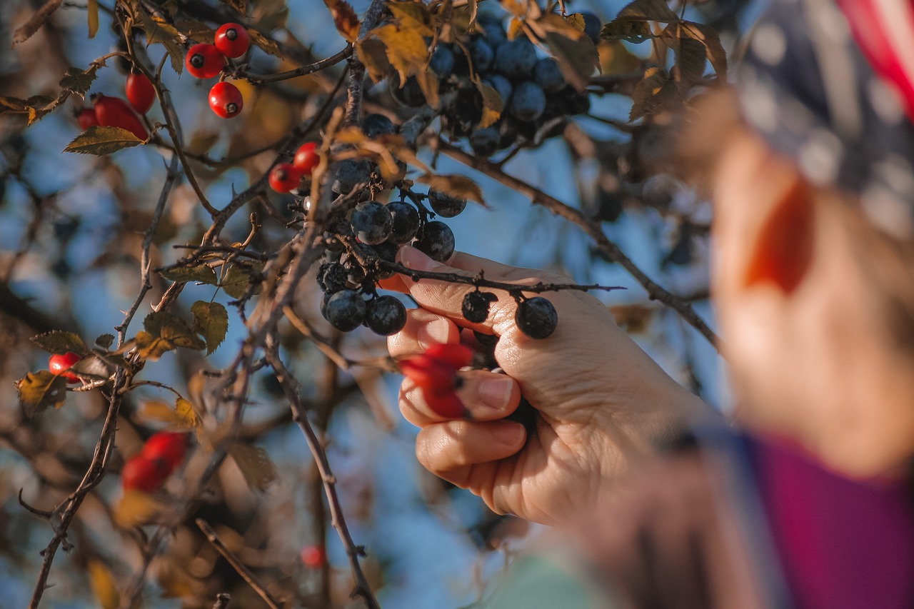 Berries