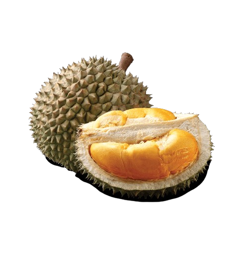 Black Thorn Durian