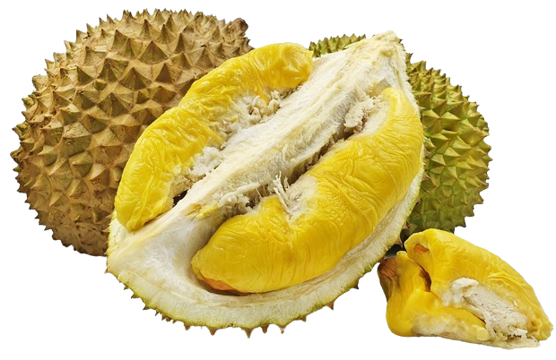 Musang King Durian