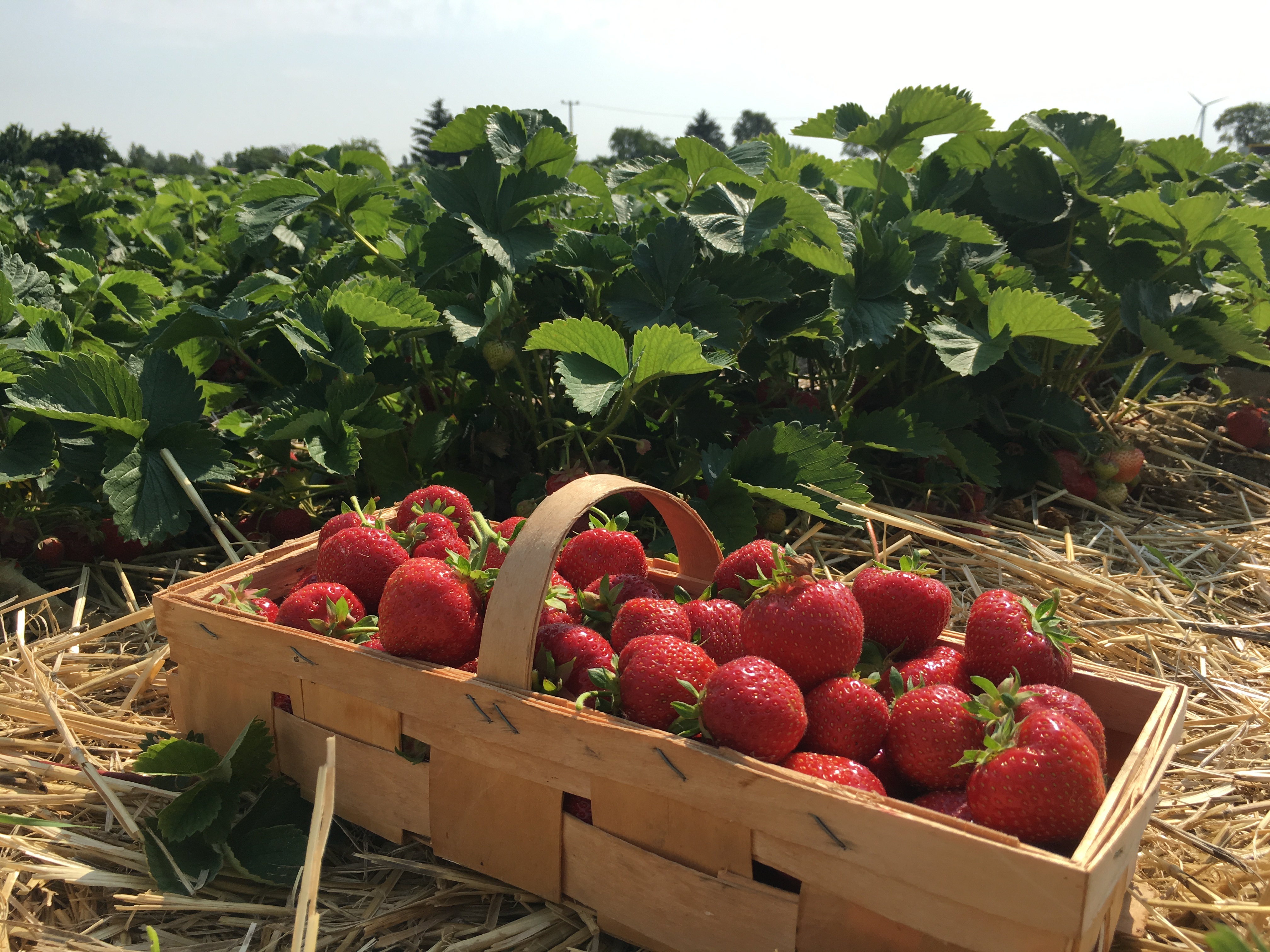 Strawberry