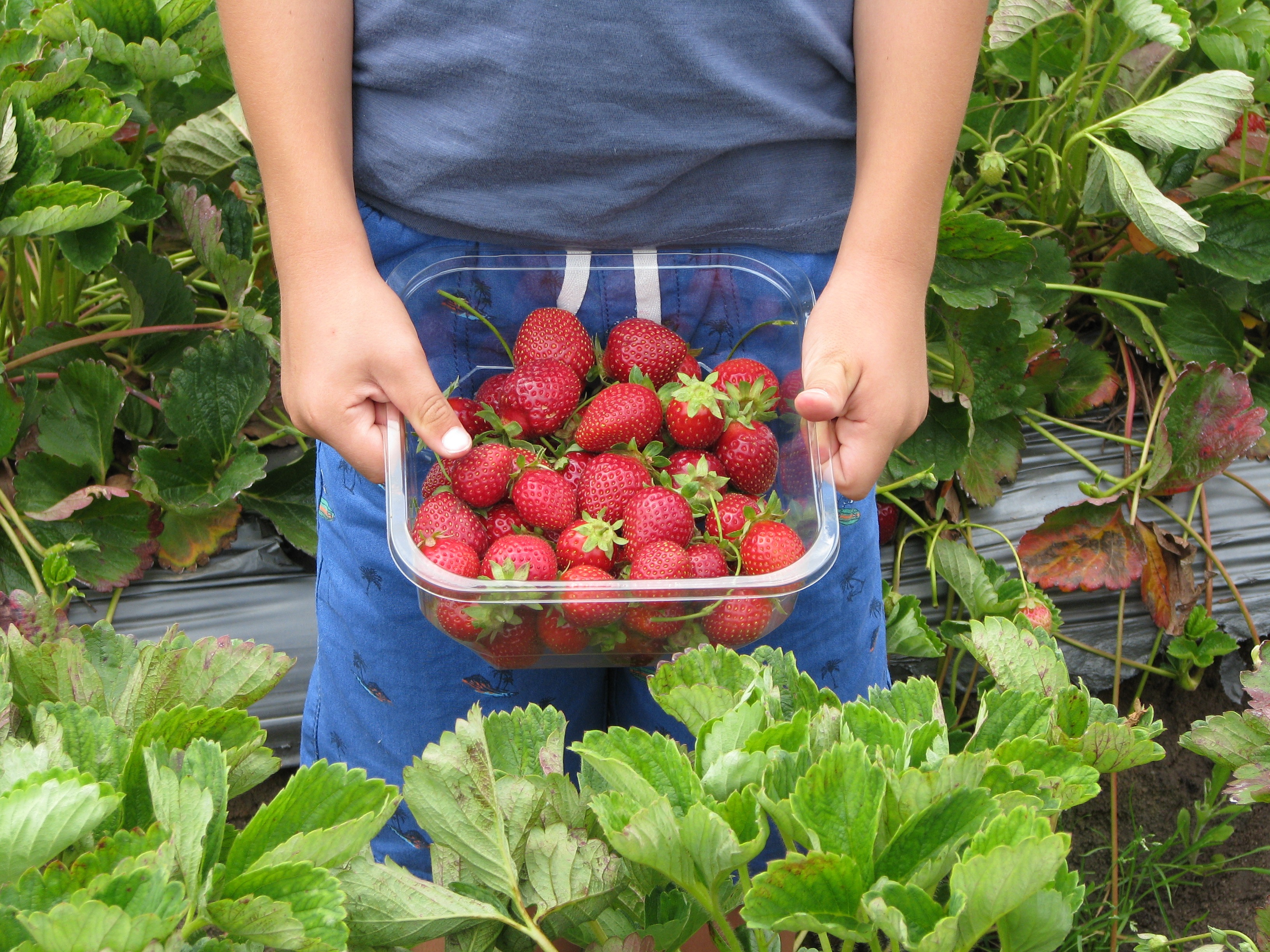 Strawberry